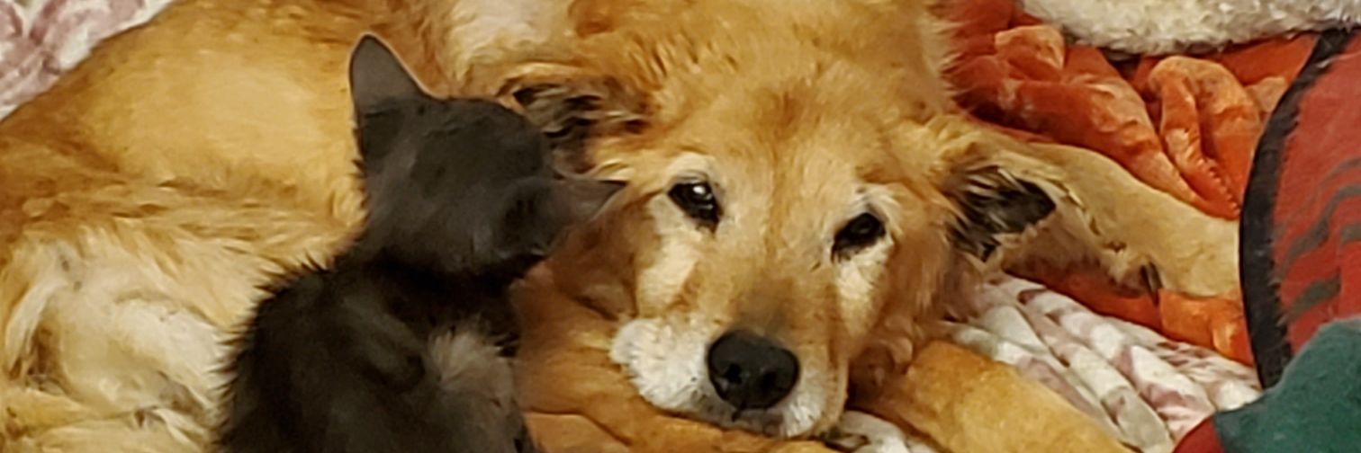 CritterSuperMom's profile banner image