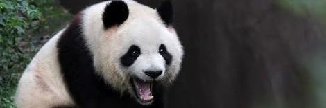 angrypanda26's profile banner image