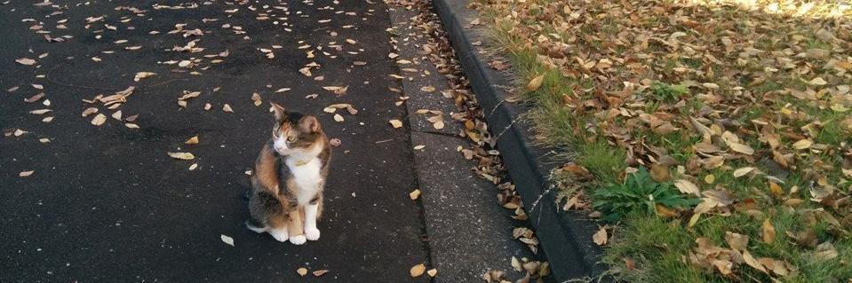 tommmmy's profile banner image