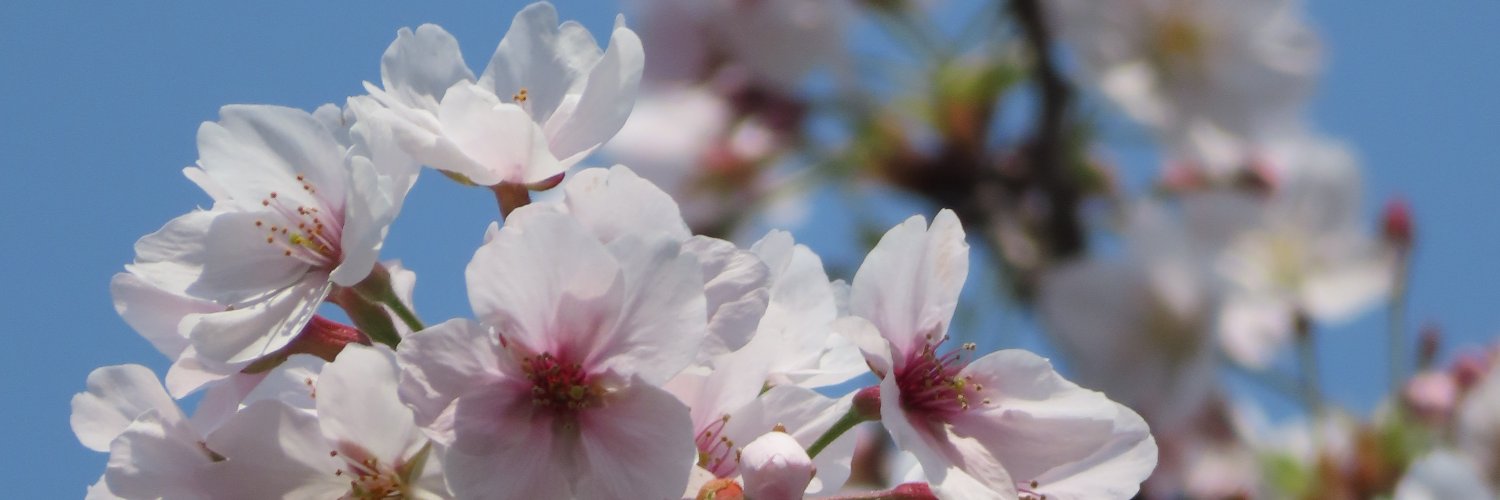 スパイスおとこ🐮 banner