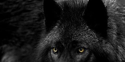 D3LLAA's profile banner image