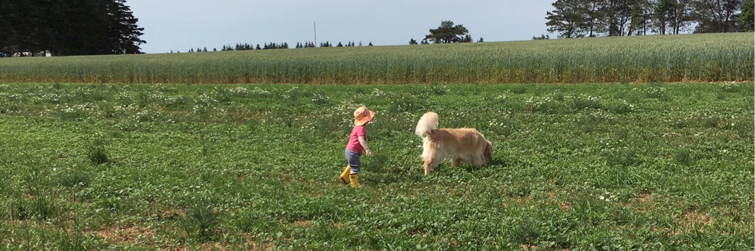SeamustheGolden's profile banner image