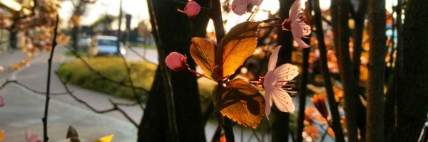 Jun_Orphancross Profile Banner