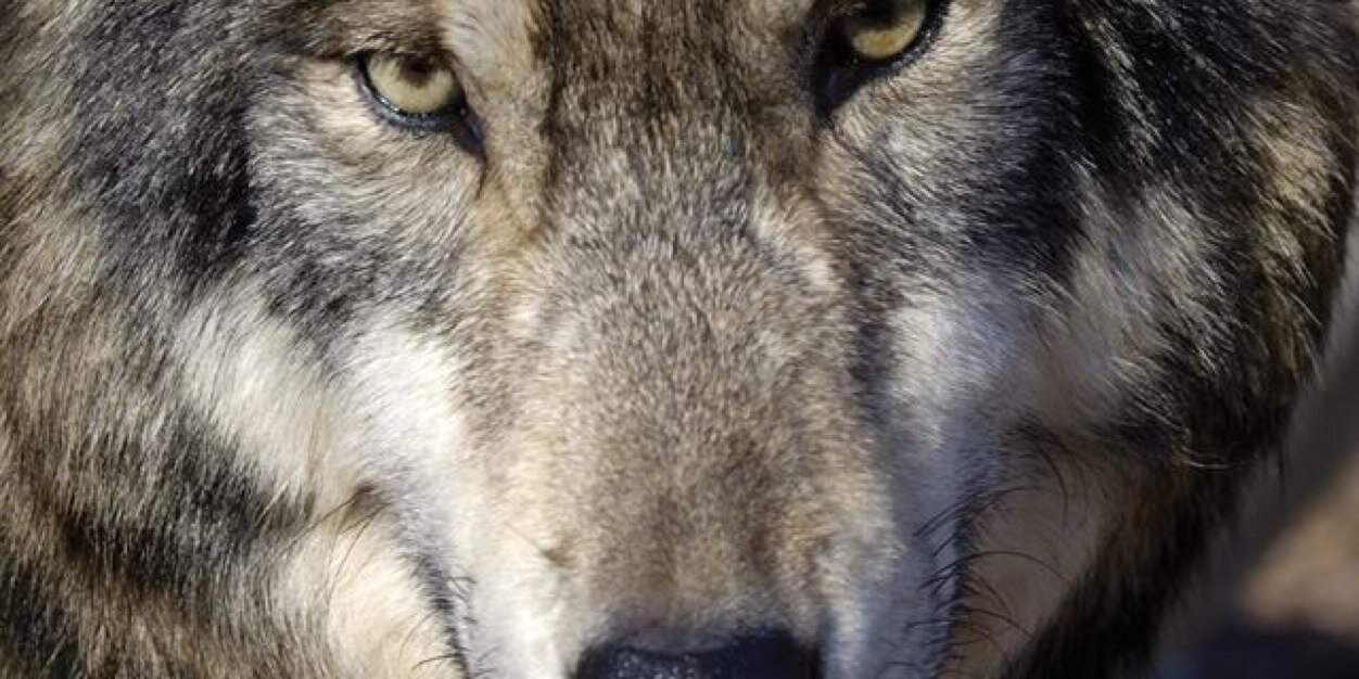 Hannah Thomas banner