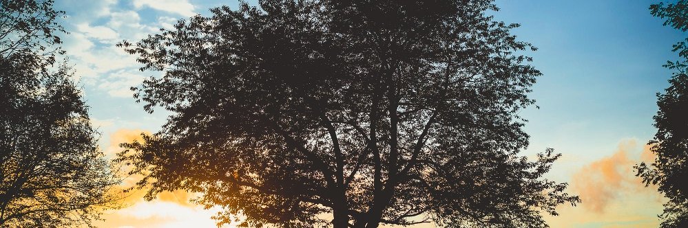 emspringer's profile banner image