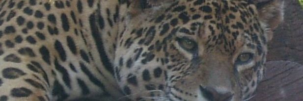 VanessaFernanda's profile banner image