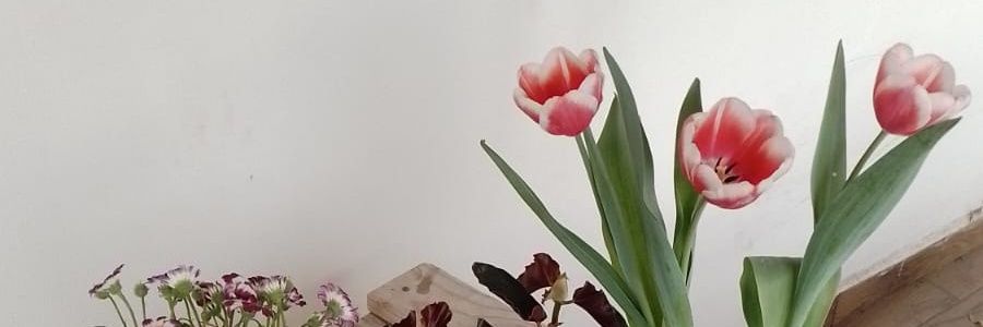 Eli_👩‍💻 banner