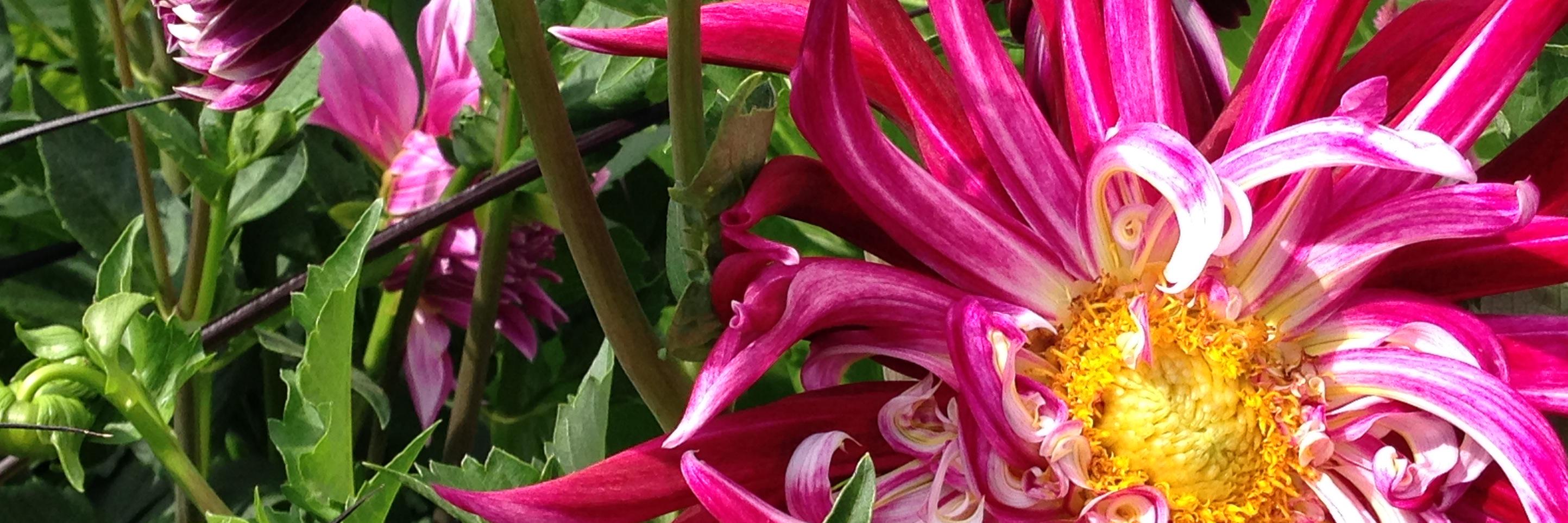 Regina A. Root banner