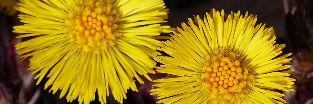 Kristjan Lapuh banner