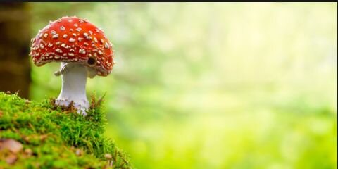 CaamiMS's profile banner image