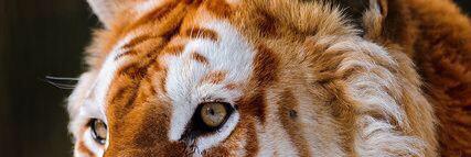 ramiro banner