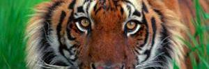 bengal1966's profile banner image