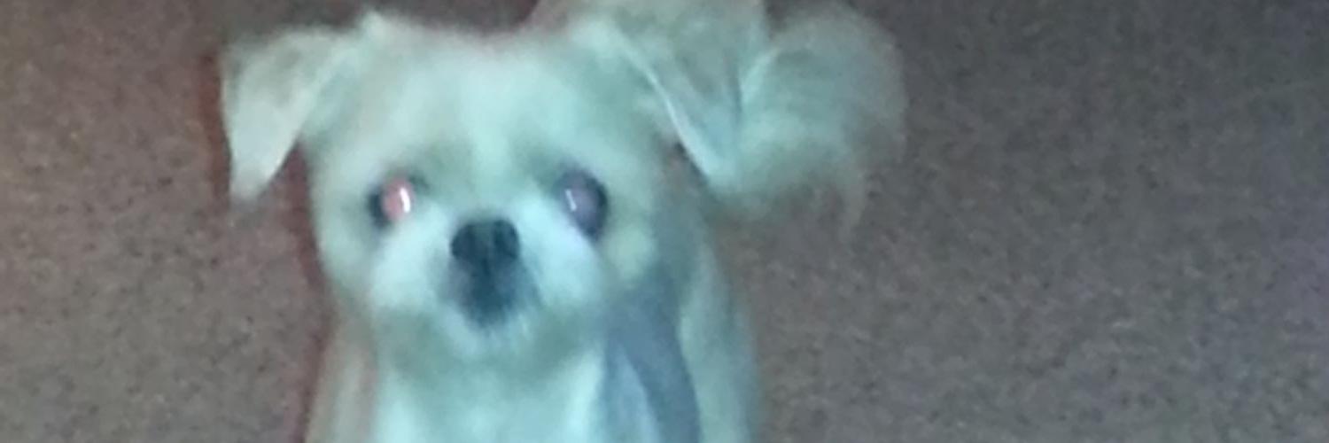 AlysonRouton's profile banner image