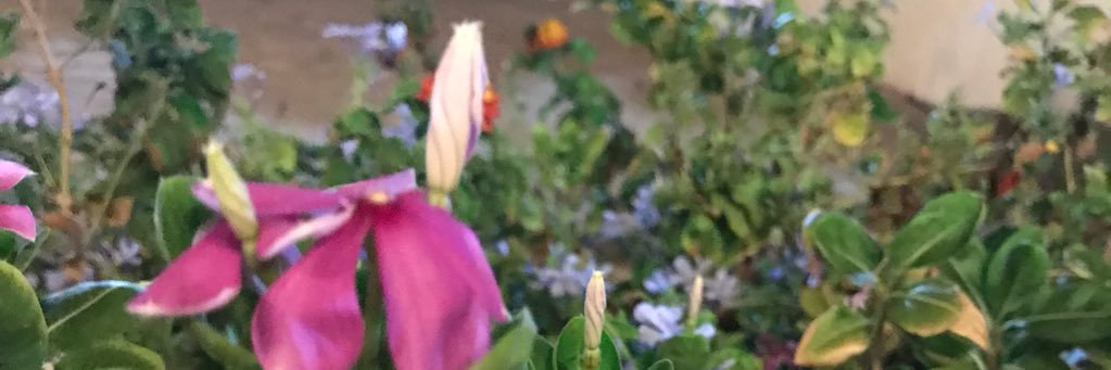 A_jhwari's profile banner image