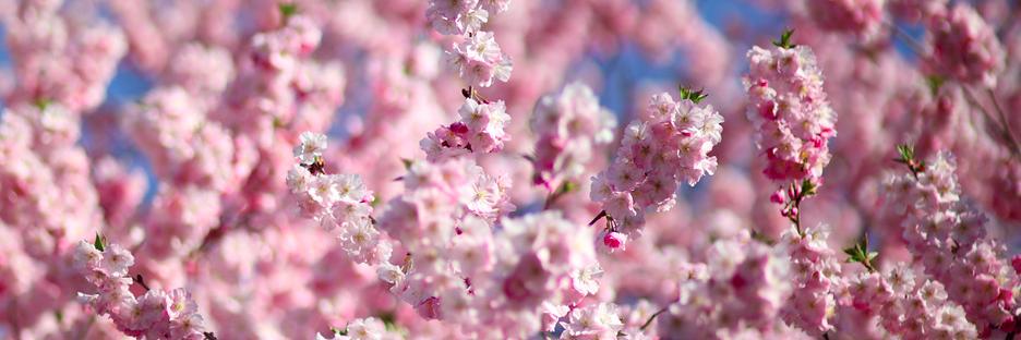 BBG Cherry Blossoms banner
