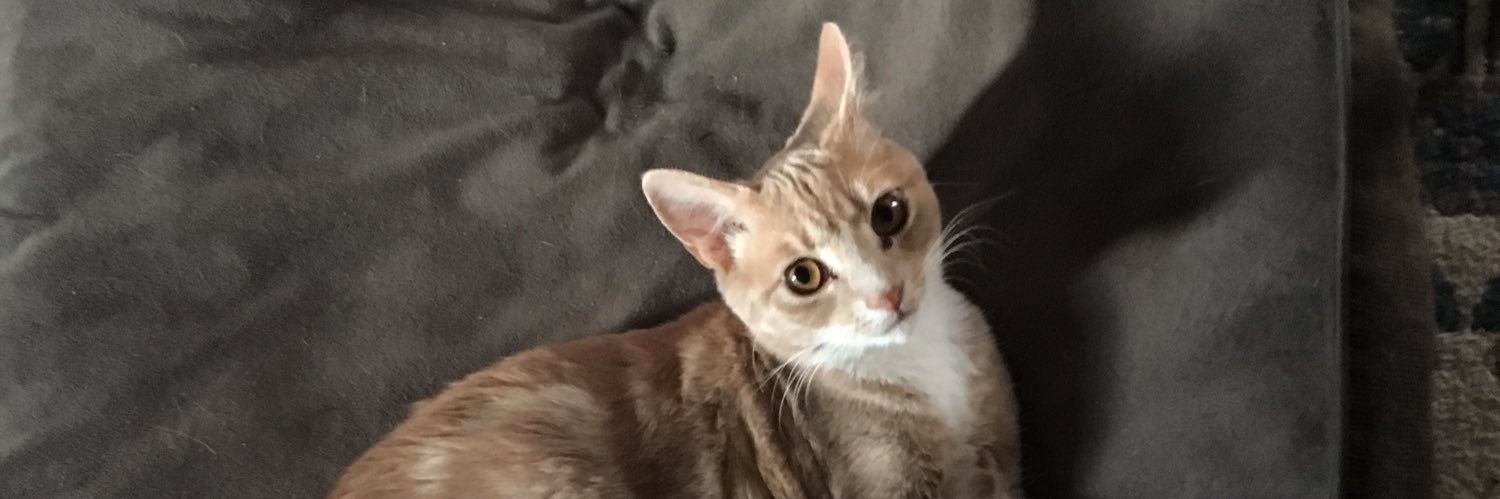 Dana Trash-cat banner