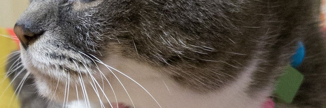 fairymessie's profile banner image