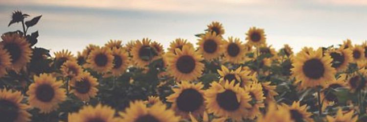 RachelKayLee's profile banner image