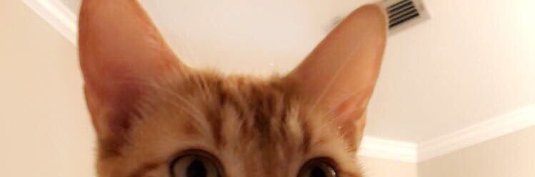 chloecwebb's profile banner image