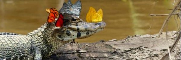 onebajillian Profile Banner