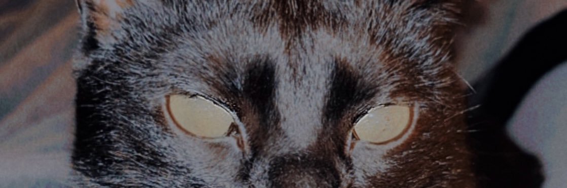 haluez's profile banner image