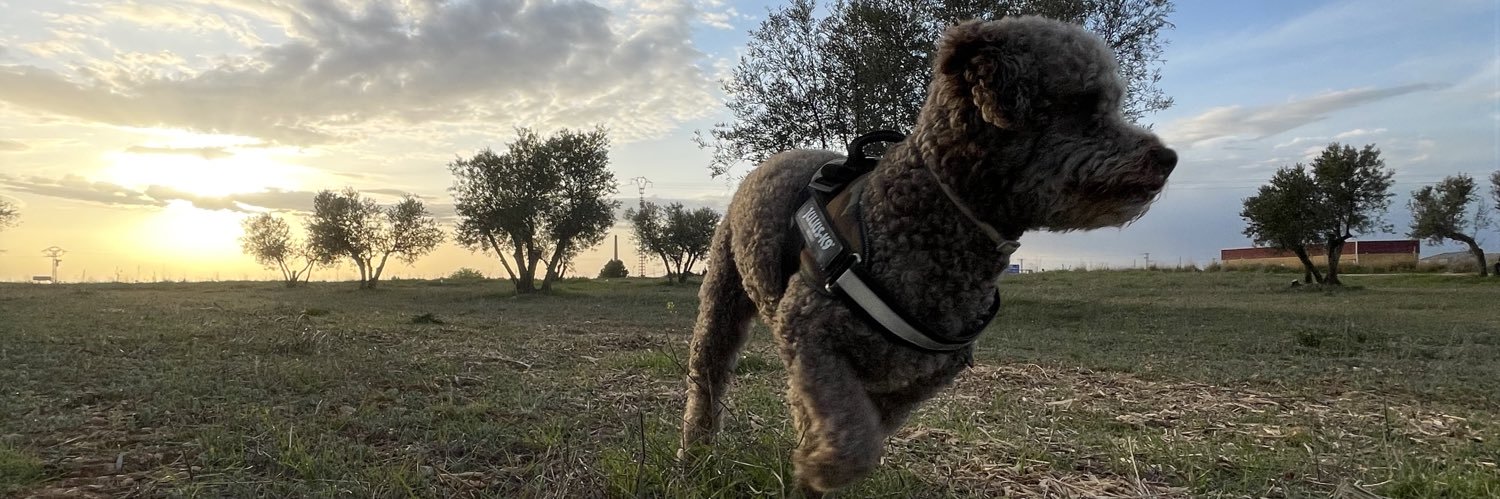 GemaroFer's profile banner image