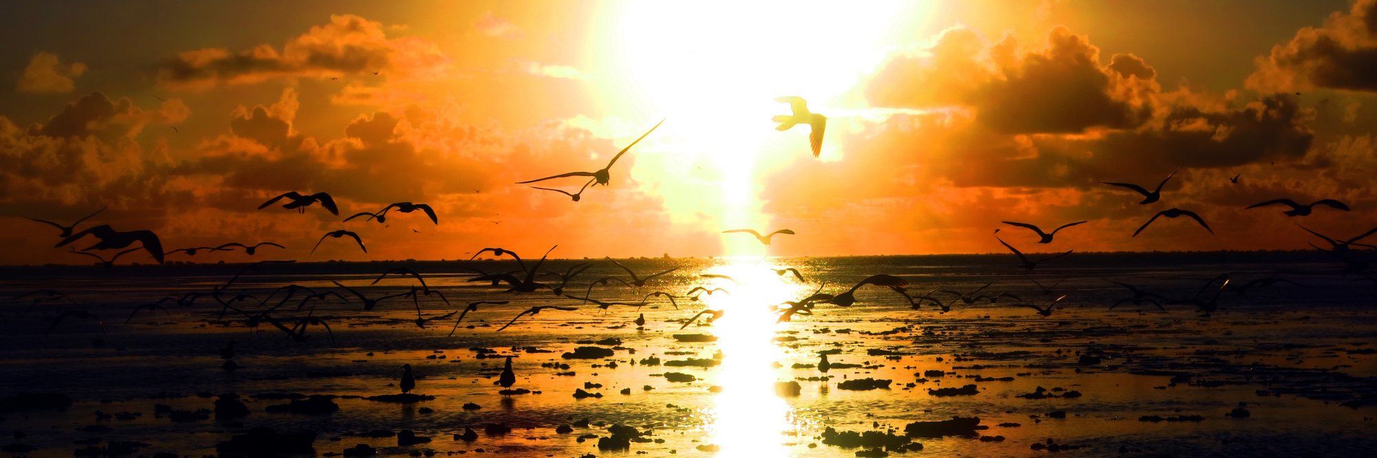 Barbara Pinheiro banner