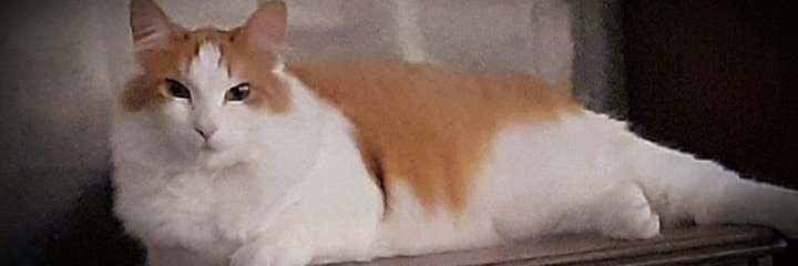 rickpiel's profile banner image
