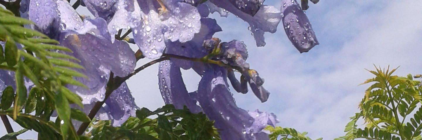 Minerva Mínguez banner