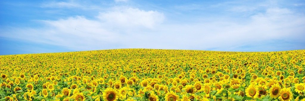 ESavitski's profile banner image