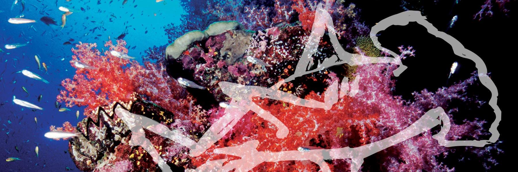 Fin Free banner