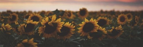 Lisvane_98's profile banner image