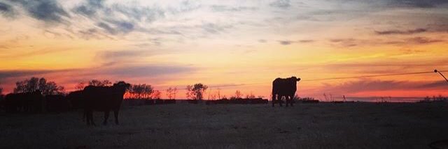 Whitney Maurer banner