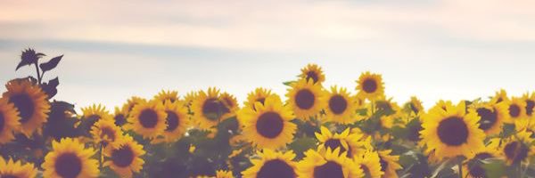 briswoke's profile banner image