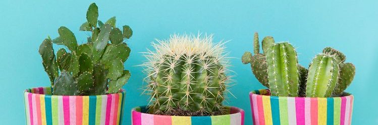 Alejandra_Orue's profile banner image