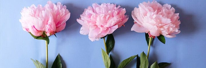 teresamonroy3's profile banner image