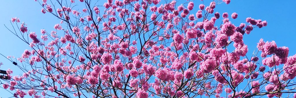 Thathynhaa's profile banner image