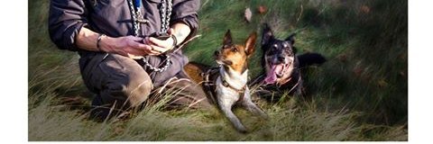 traininglive's profile banner image