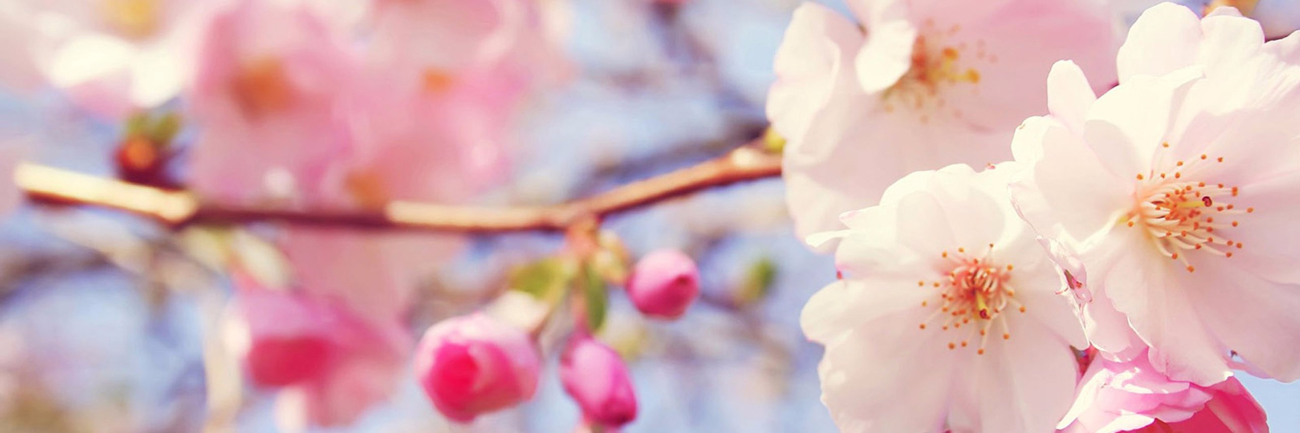 petitebebe1's profile banner image