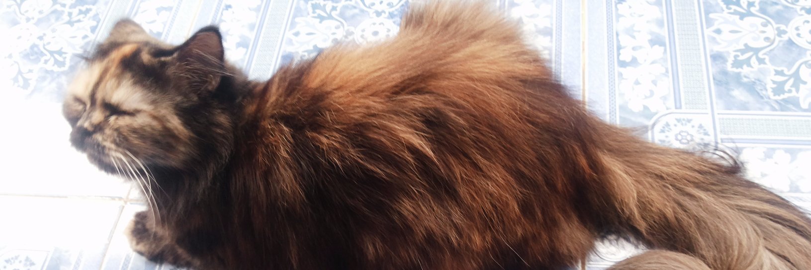putrigusfanii's profile banner image