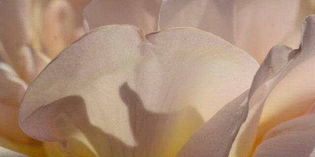 theejanphillips's profile banner image