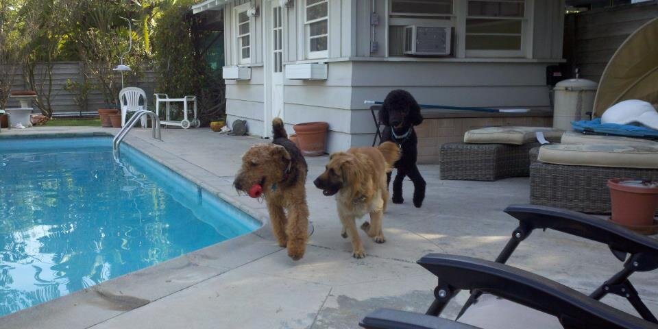PoochBuddies's profile banner image