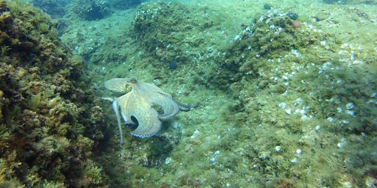 Francois Lorillard banner