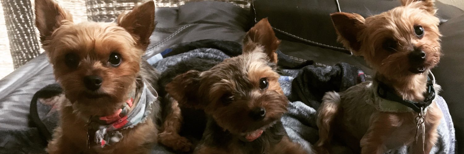 Nexlash 🇵🇷🏳️‍🌈♎️ banner