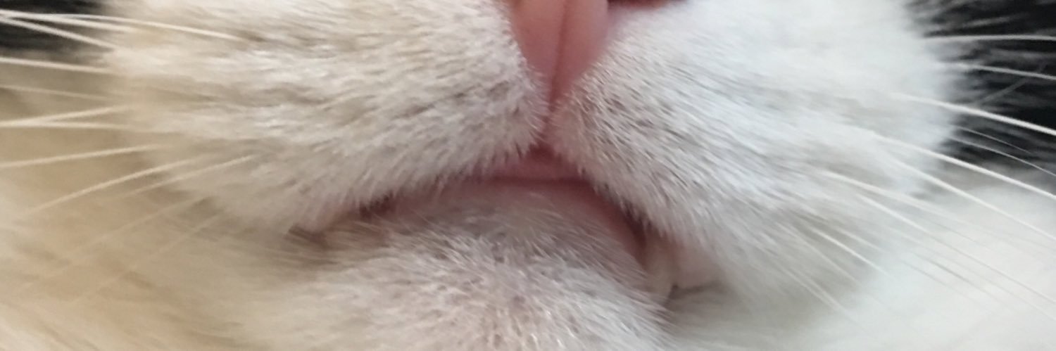 jimmy2 times banner