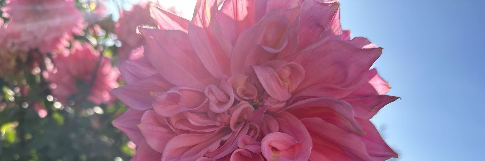 Viktory🇺🇦Вікторія💙💛 banner