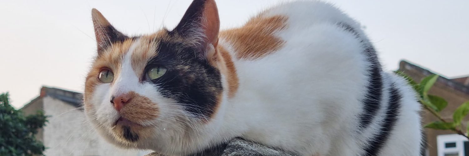 louisamaeb's profile banner image