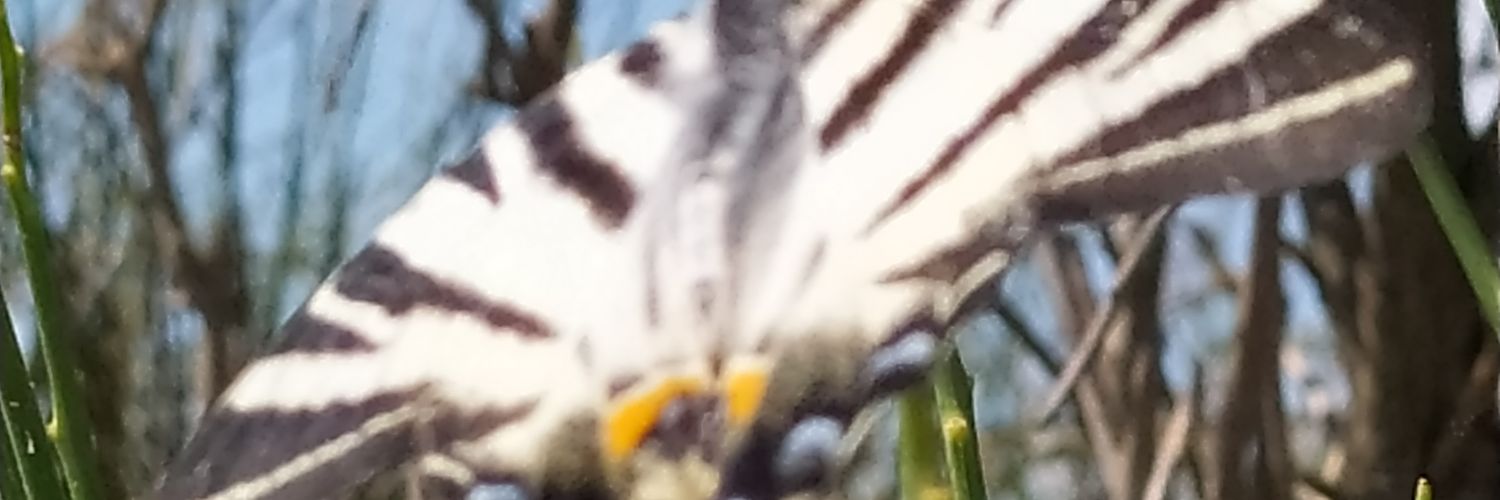 ALBATROS ATHRYA banner