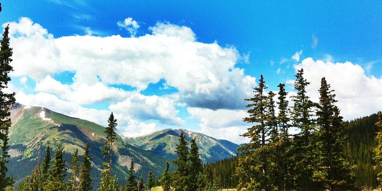 treesthattimber's profile banner image
