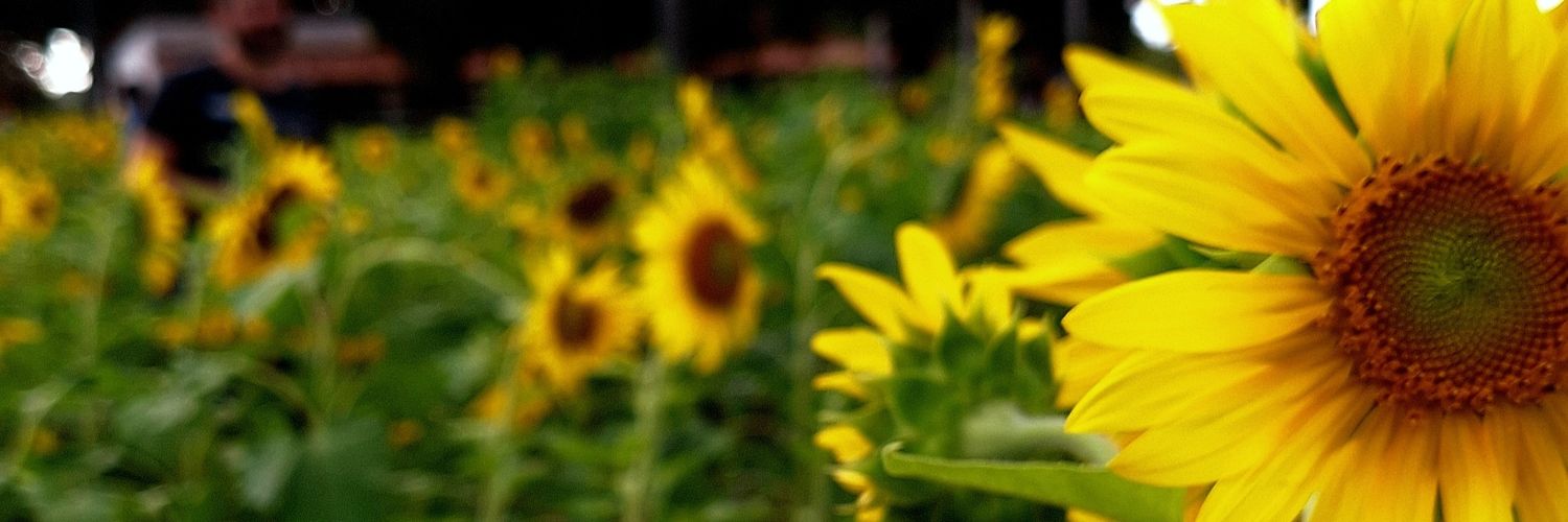niviateless's profile banner image